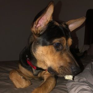 Meet your Posher, Ava